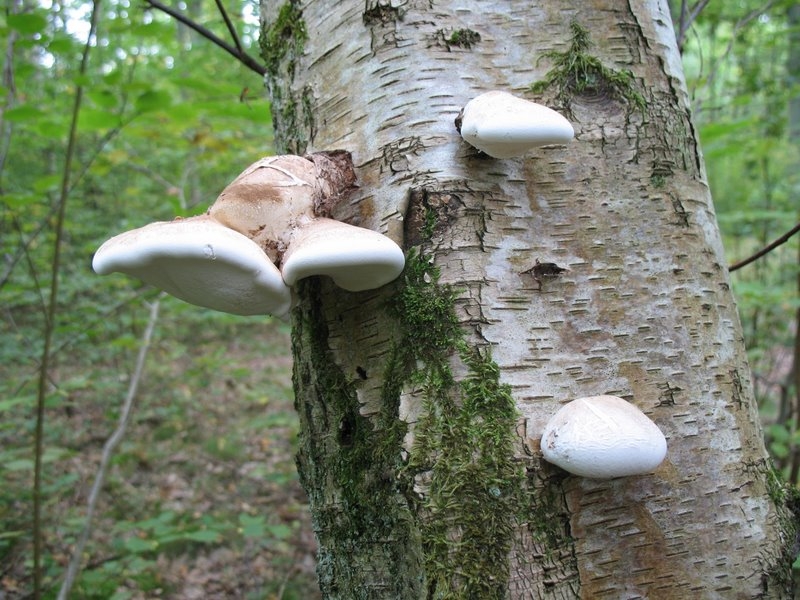 Polypores du bouleau1